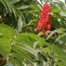 Sumac  seeds