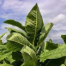 Tobacco seeds