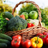 Vegetable Seeds