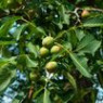Nut seeds