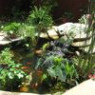 Aquatic plant seeds