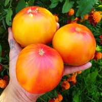Tomato seeds «Blushing bride»
