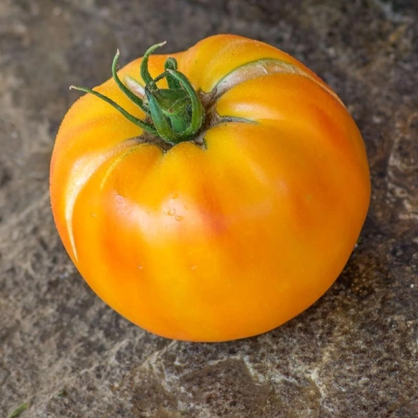 Насіння томату «Сором'язлива наречена»