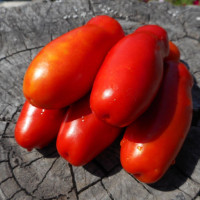 Tomato seeds «Firewood»