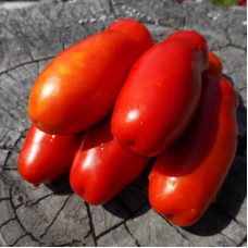 Tomato seeds «Firewood»