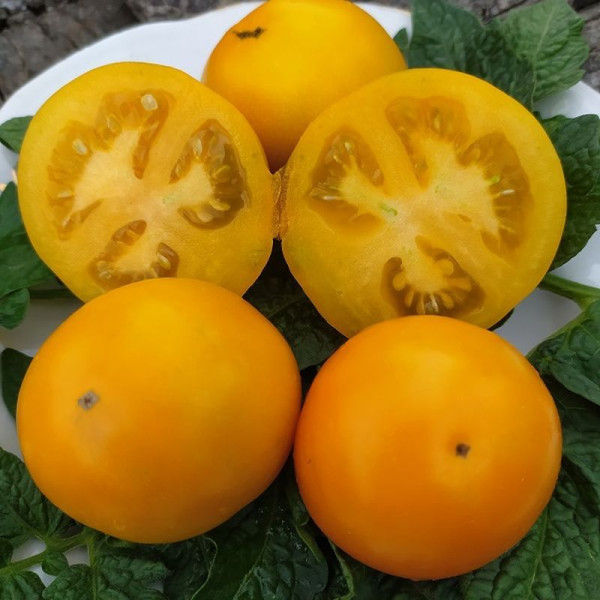 Tomato seeds «Golden dust»