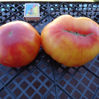 Tomato seeds «Arkansas Marvel»