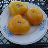 Насіння томату «Дельта дайвер»