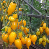 Tomato seeds «Golden Canary»