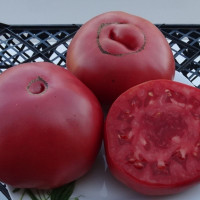 Tomato seeds «Sweetie»