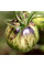 Насіння томату «Карлик дамаська сталь»
