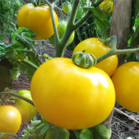 Tomato seeds «Selena»