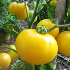 Tomato seeds «Selena»