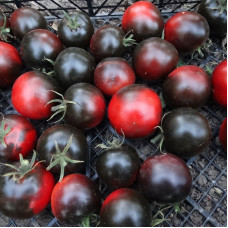 Tomato seeds «Cascade village blue»