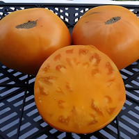 Tomato seeds «Kellogg’s breakfast»