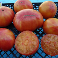 Насіння томату «Старий вогонь»