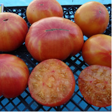 Насіння томату «Старий вогонь»