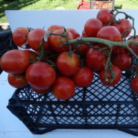 Tomato seeds «Juliana»