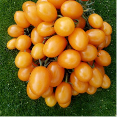 Насіння томату «Жовтий фінік»