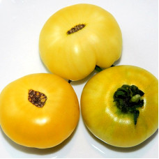 Насіння томату «Лапа тигра»