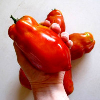 Насіння томату «Джерсі гігант»