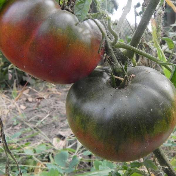 Tomato seeds «Watermelon black»