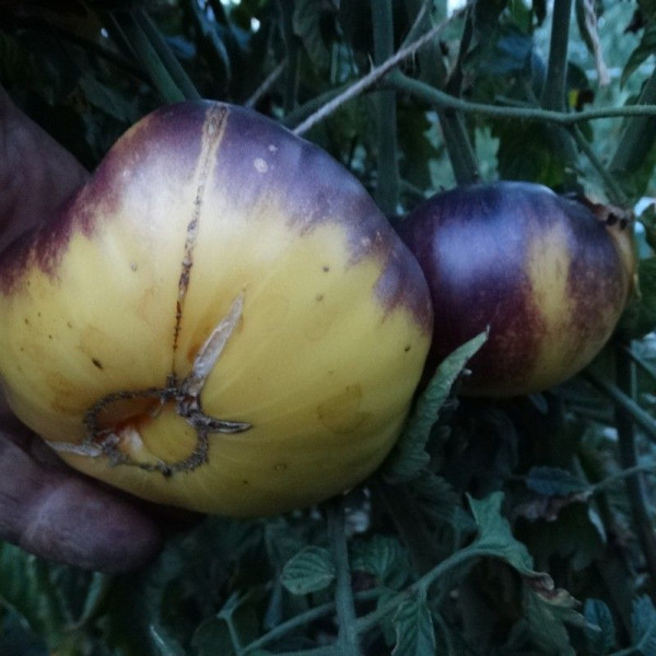 Насіння томату «Великий білий + P-20»