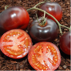 Насіння томату «Блюз дикої карти»