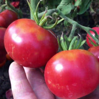 Tomato seeds «Berlin pink»