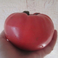 Tomato seeds «Elderly»