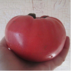 Насіння томату «Старий»