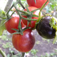Tomato seeds «Dwarf striped balkan tiger»