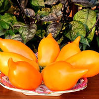 Насіння томату «Буратіно»