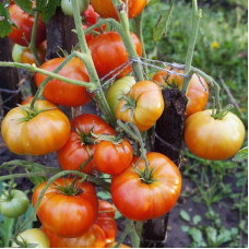 Tomato seeds «Monetary»