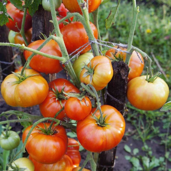 Tomato seeds «Monetary»