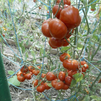 Tomato seeds «Canaries»