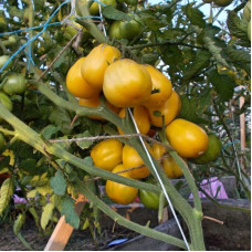 Tomato seeds «White iceberg»