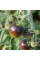 Tomato seeds «Extravagante rouffiange»