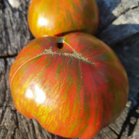 Tomato seeds «Siegel's dark stripes»