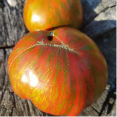 Насіння томату «Темні смуги Сигеля»