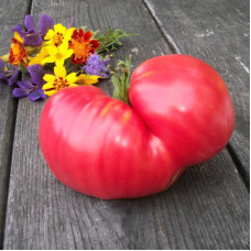 Tomato seeds «Altai Honey»