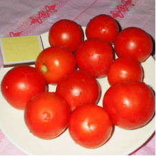 Tomato seeds «Upstart»