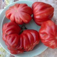 Семена томата «Тлаколула»