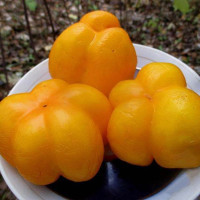 Tomato seeds «Illusion»