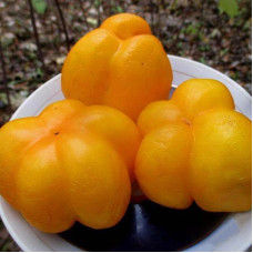 Насіння томату «Ілюзія»