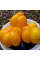 Насіння томату «Ілюзія»