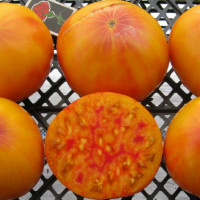 Насіння томату «Німецький смугастий»