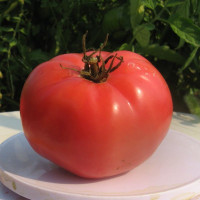 Tomato seeds «Brandywine from Croatia»
