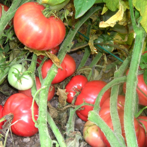 Насіння томату «Брендівайн з Хорватії»