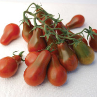 Tomato seeds «Chocolate pear»